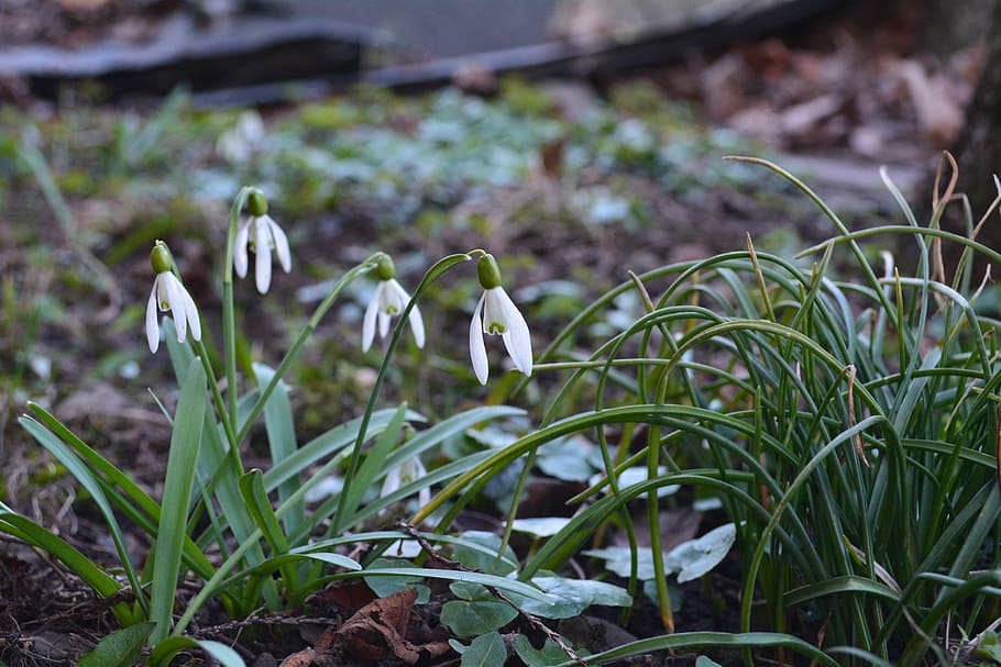 spring, snowdrops, flowers, nature, plant, green Color, growth HD wallpaper