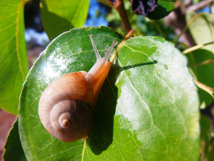 snail, nature, field, shell, animal wildlife, leaf, animal themes HD wallpaper