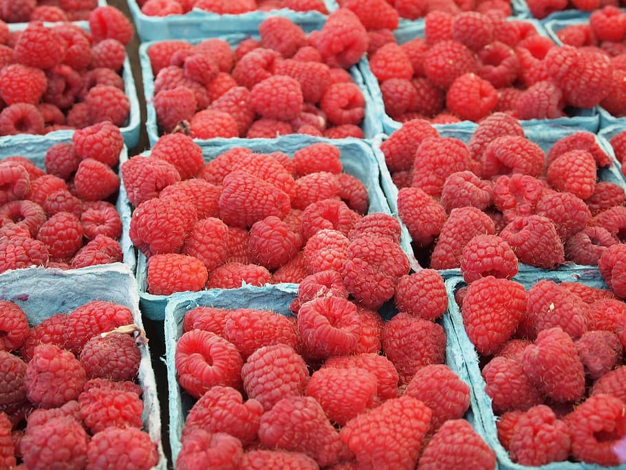fresh berries, raspberries trays, raspberry, fruit, red, punnet HD wallpaper