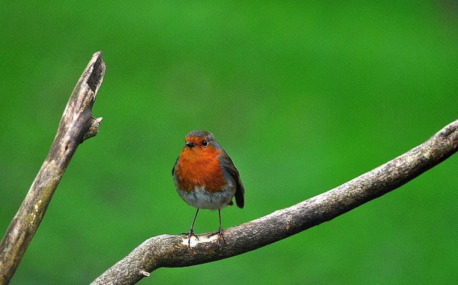 branch, tree, robin, bird, animal themes, animal wildlife, perching HD wallpaper