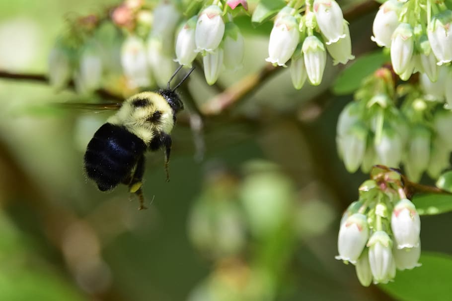 bee, spring, nature, bloom, insect, flower, blossom, pollen HD wallpaper