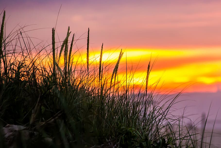 dawn, dusk, grass, macro, sunrise, sunset, nature, outdoors HD wallpaper