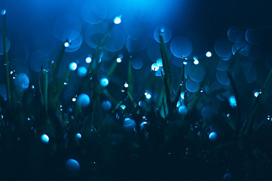 bokeh lights, green grass with lights effects, water, dew, night HD wallpaper