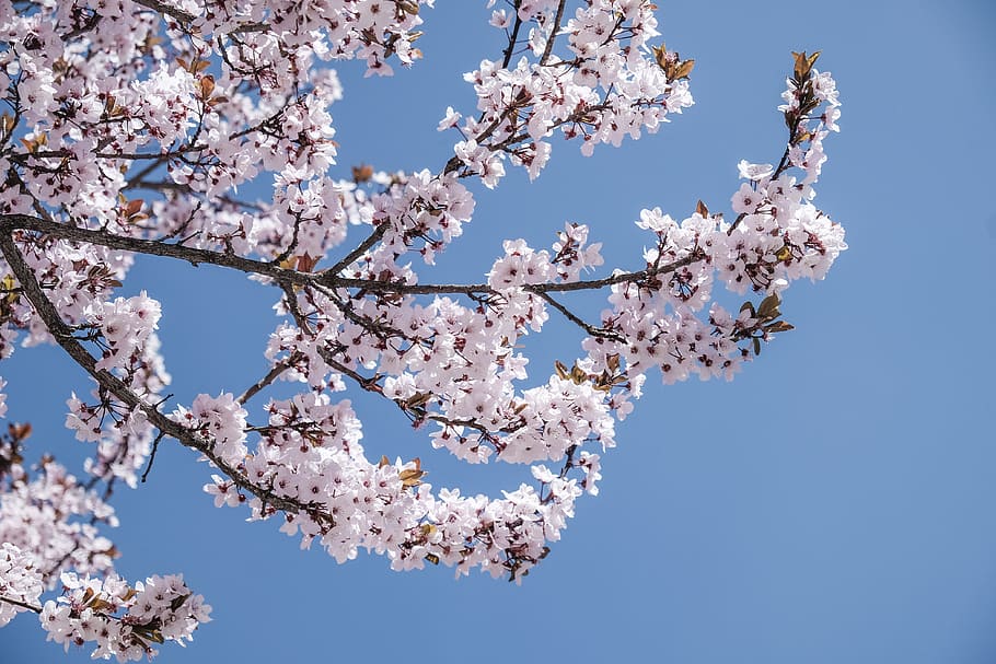 low angle photography of cherry blossoms, bloomed white pleated flower tree under blue sky at daytime, HD wallpaper