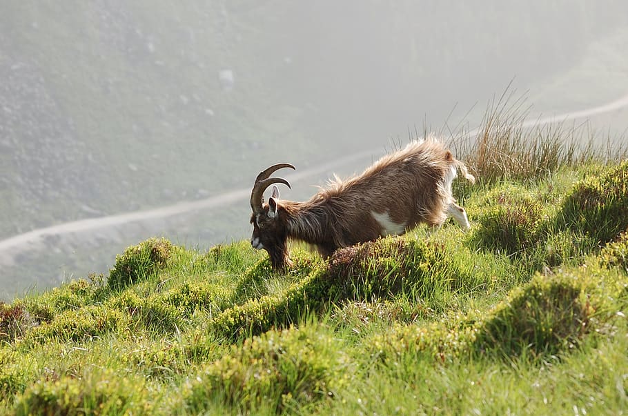 wild, mountain, goat, animal, animal themes, mammal, one animal HD wallpaper