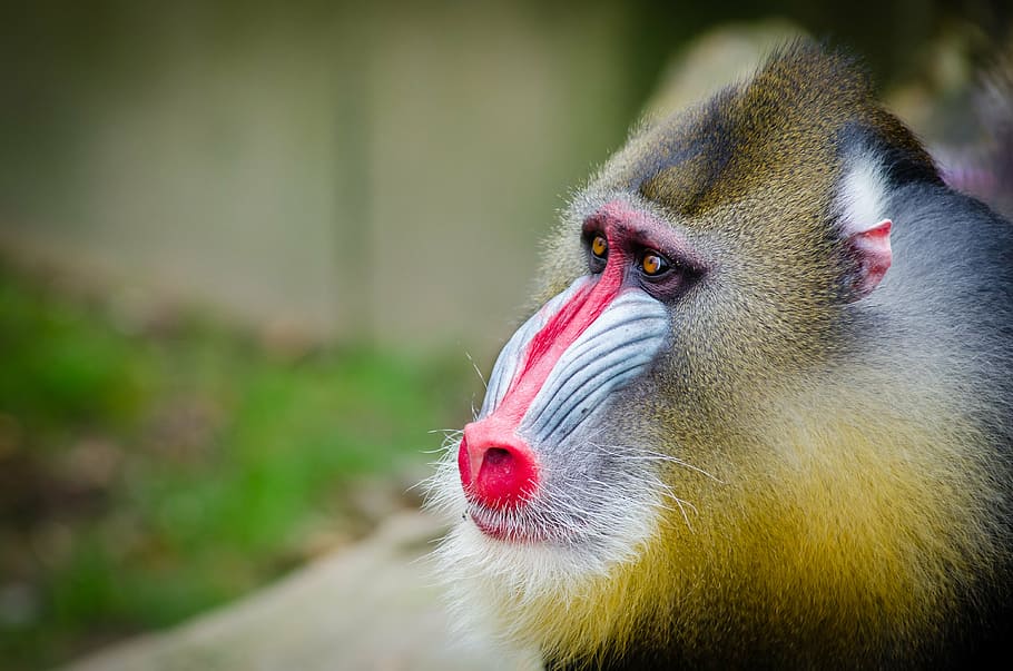 baboon near green plant photo, animal, close-up, cute, monkey HD wallpaper