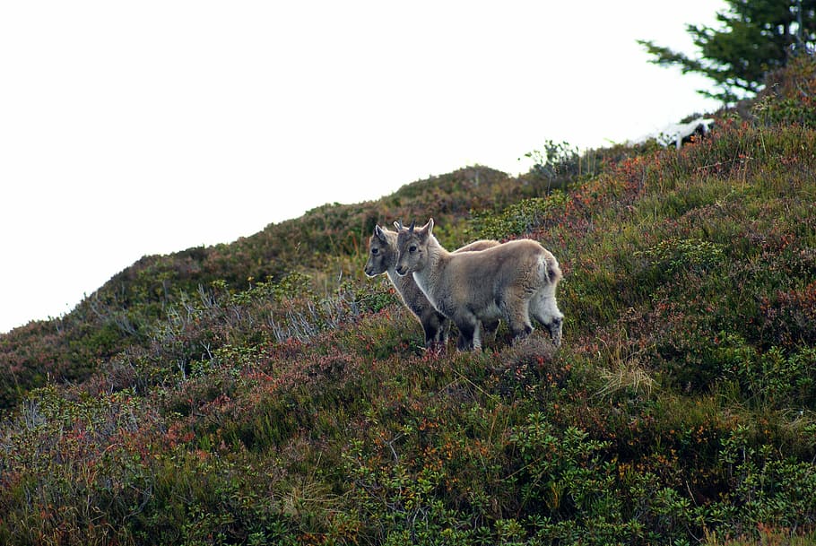 Alpine Ibex, young animals, swiss alps, one animal, animal wildlife