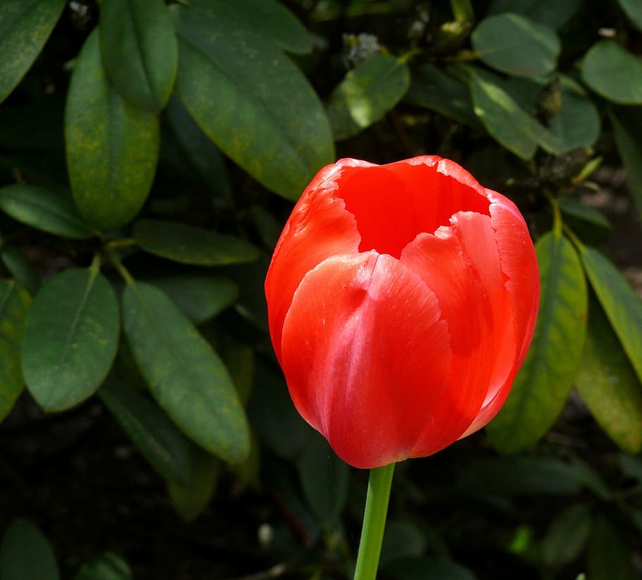 tulip, red, bloom, spring, flower, tulips, nature, plant, springtime HD wallpaper
