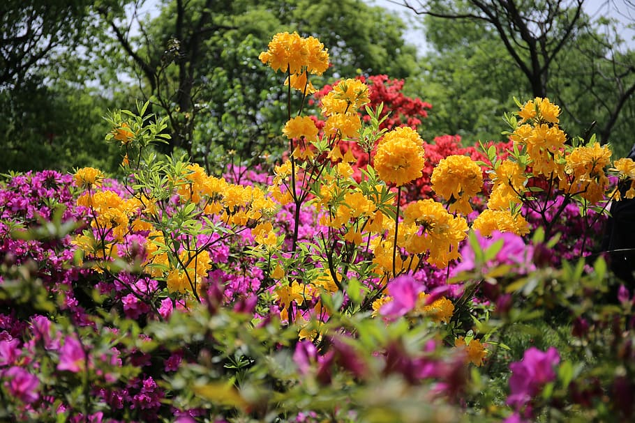azaleas, flower, views, flowering plant, beauty in nature, growth HD wallpaper