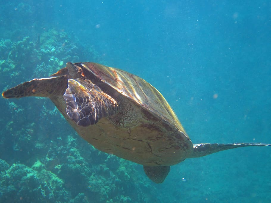 Turtle, Hawaii, Panzer, Reptile, Fin, water, water turtle, animal HD wallpaper