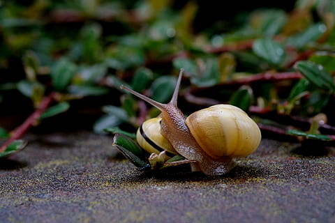Crawl, Shell, Snail, snails, slowly, close, nature, mollusk HD wallpaper