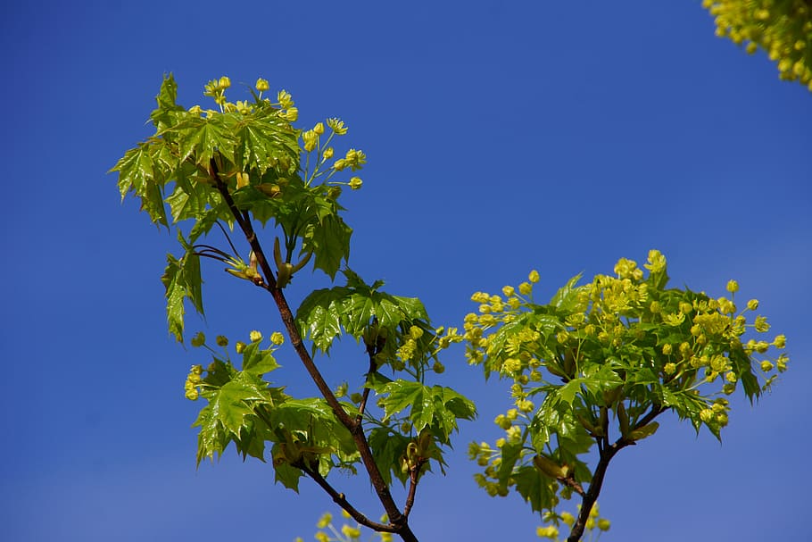 maple, maple blossom, deciduous tree, plant, blue, sky, plant part HD wallpaper
