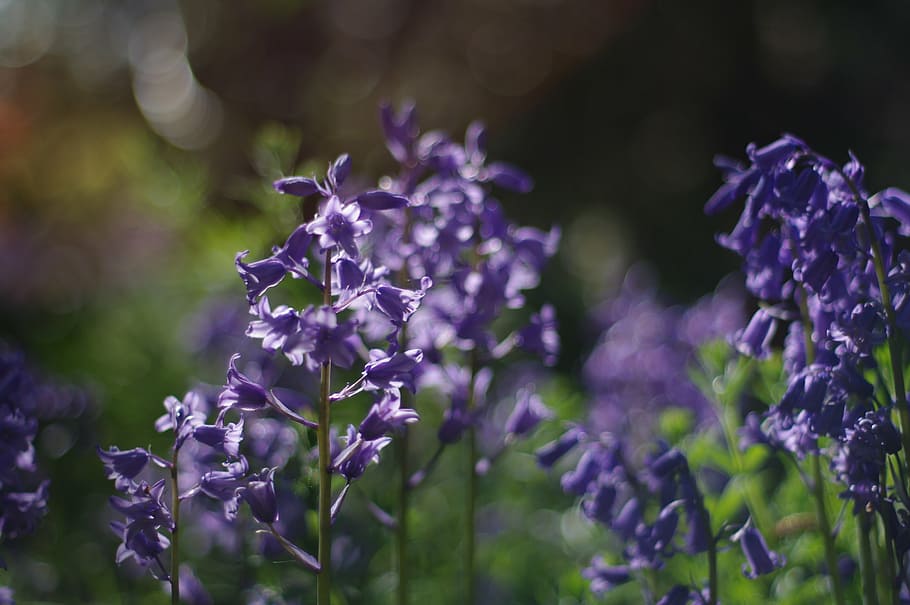 purple, bluebell, spring, closeup, happy, light, flower, flowering plant HD wallpaper