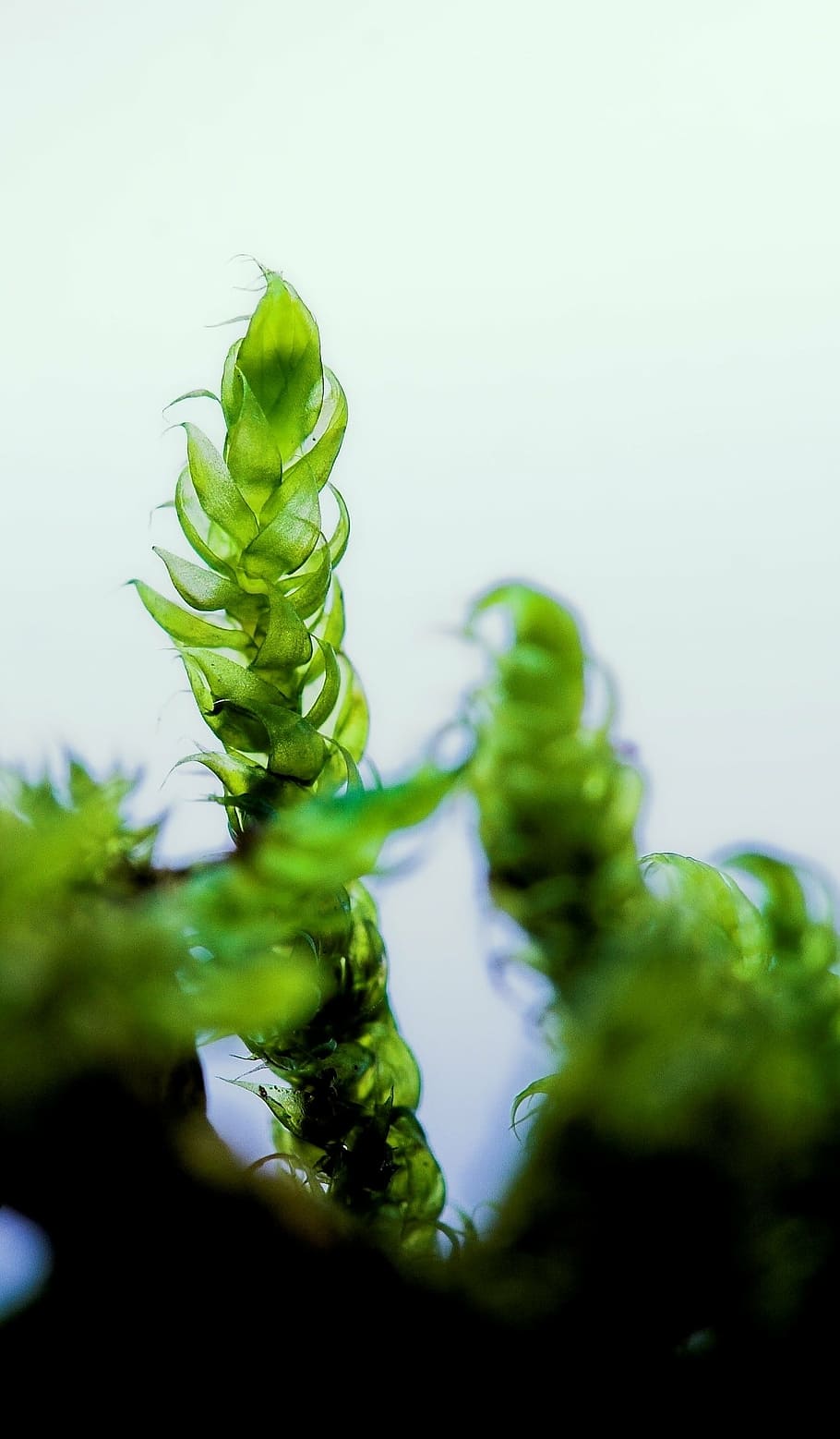 green, macro, moss, nature, plant, frisch, fragile, close, green color HD wallpaper