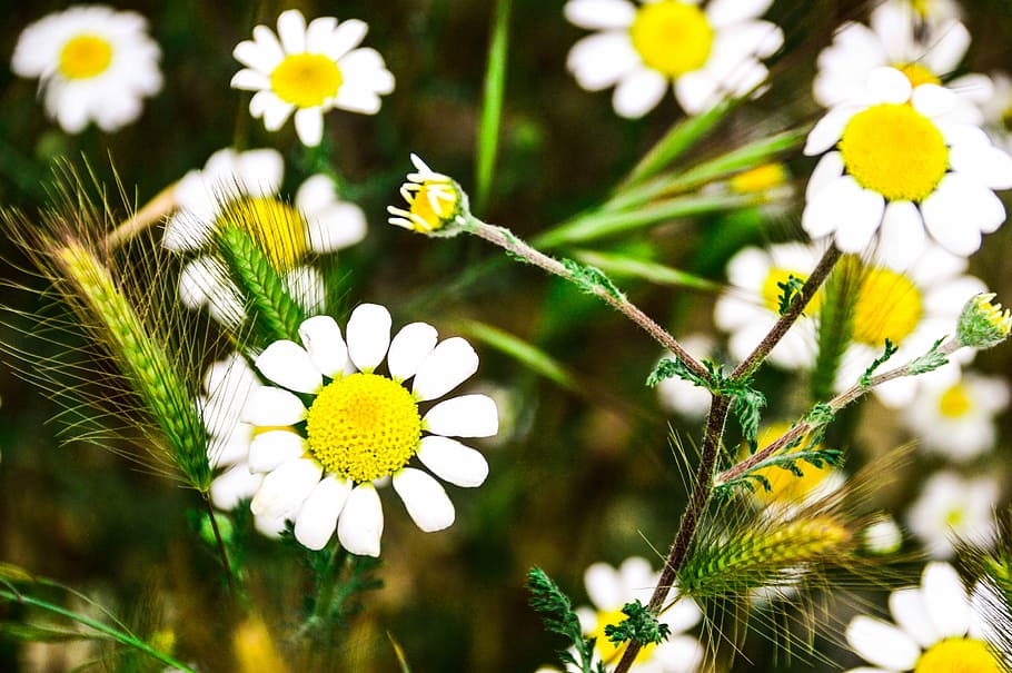 White, Daisies, Wild, Field, white daisies, flower, white color HD wallpaper
