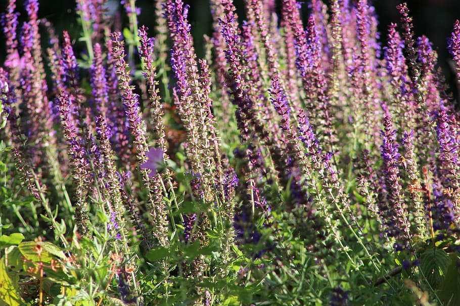 Sage, Salvia, Bed, purple, lavender, flower, lavender colored HD wallpaper