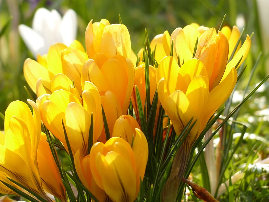 selective focus photo of yellow crocus flowers, white, bloom HD wallpaper