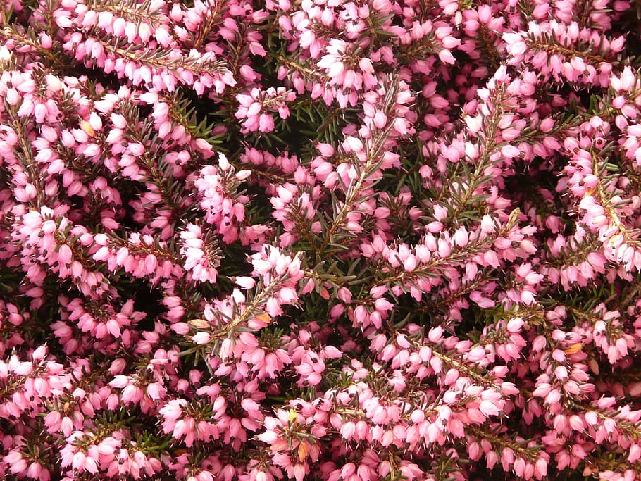 heather, erika, flower, bloom, plant, garden, pink, purple HD wallpaper