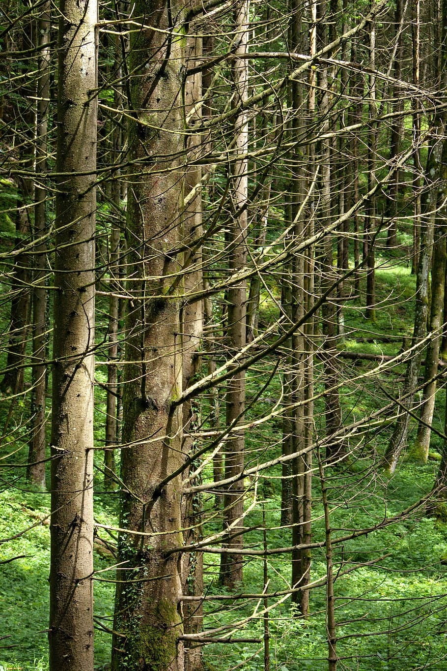 trees, branches, aesthetic, gnarled, arid, nature, broken, wood HD wallpaper