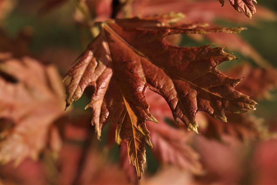 lonely, red, leaf, plant part, close-up, selective focus, no people HD wallpaper