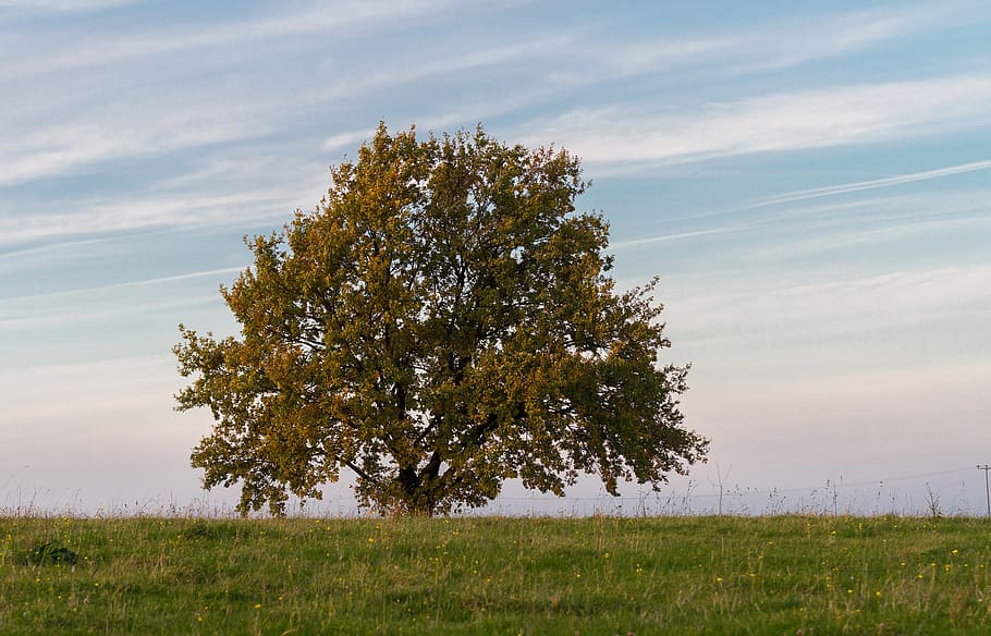 tree, nature, rest, harmony, autumn, leaves, leaf, park, plant HD wallpaper