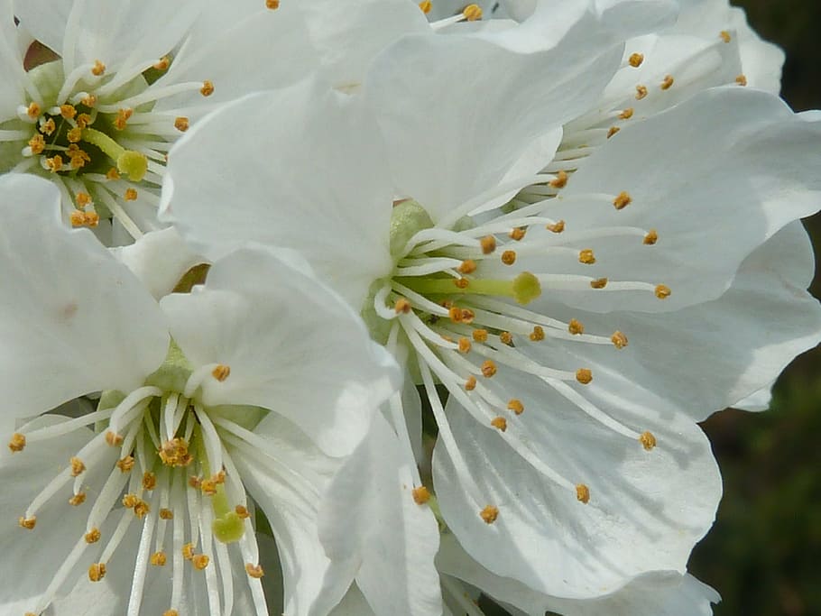 cherry blossom, white, spring, white blossom, tree, bloom, flowering plant HD wallpaper