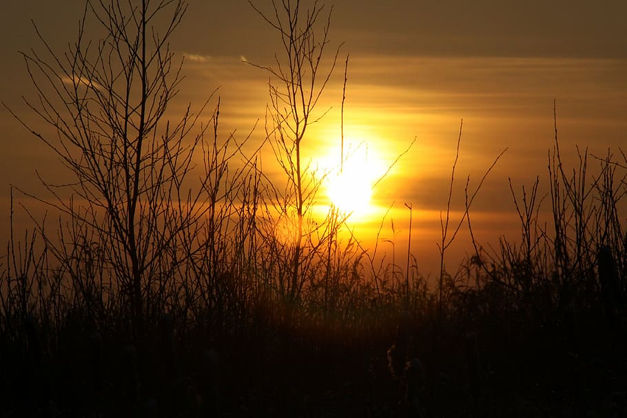 sun, sunset, trees, silhouette, black, sky, scenics - nature HD wallpaper