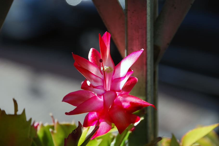 flower, cactus, window, flowering plant, freshness, beauty in nature HD wallpaper
