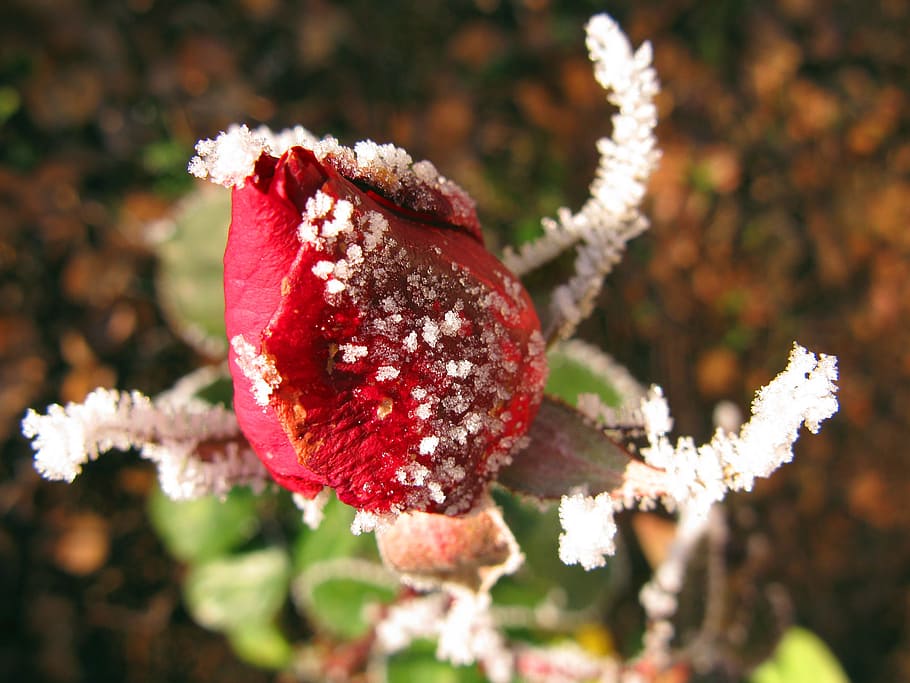 Winter, Ice, Transient, Transience, rose, nature, close-up HD wallpaper