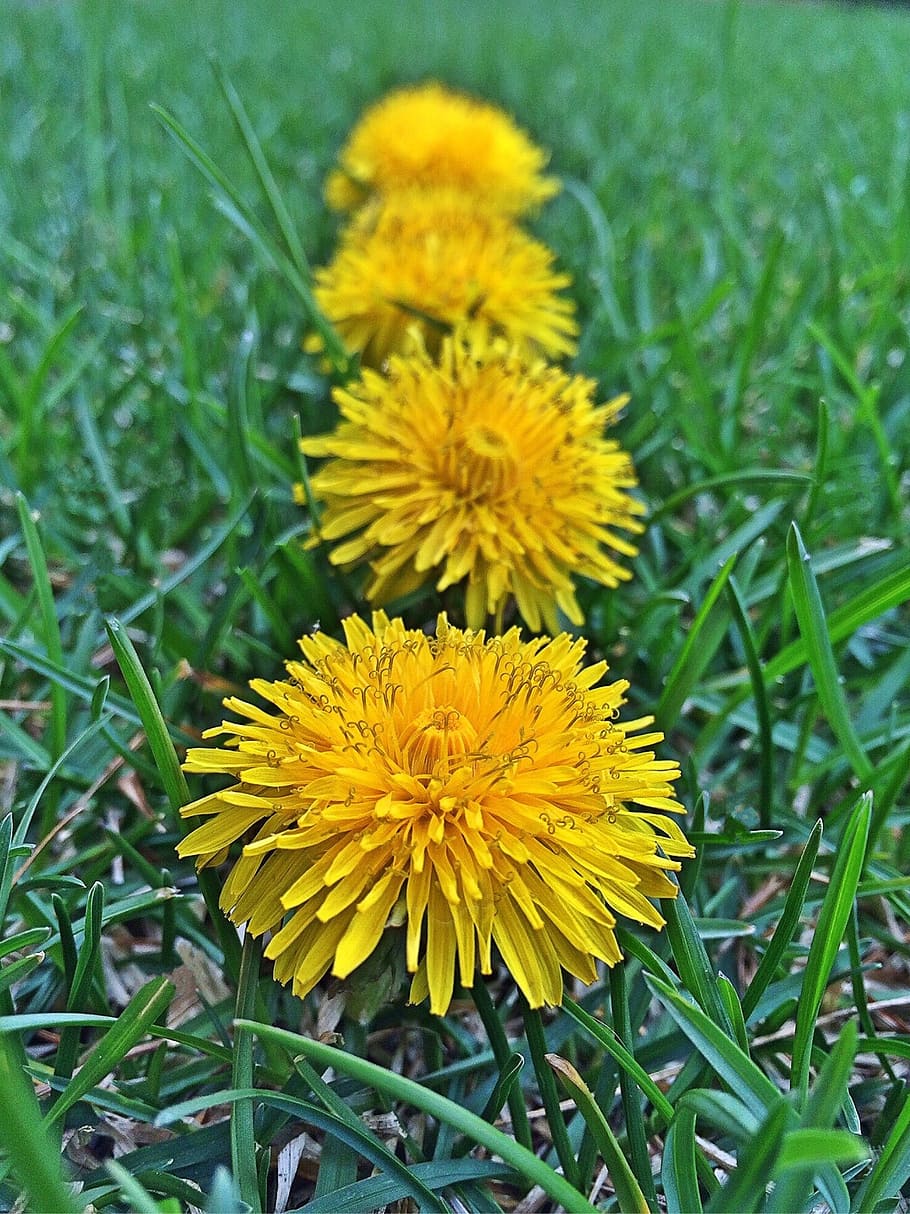 dandelions, weed, spring, yellow, flower, plant, flowering plant HD wallpaper