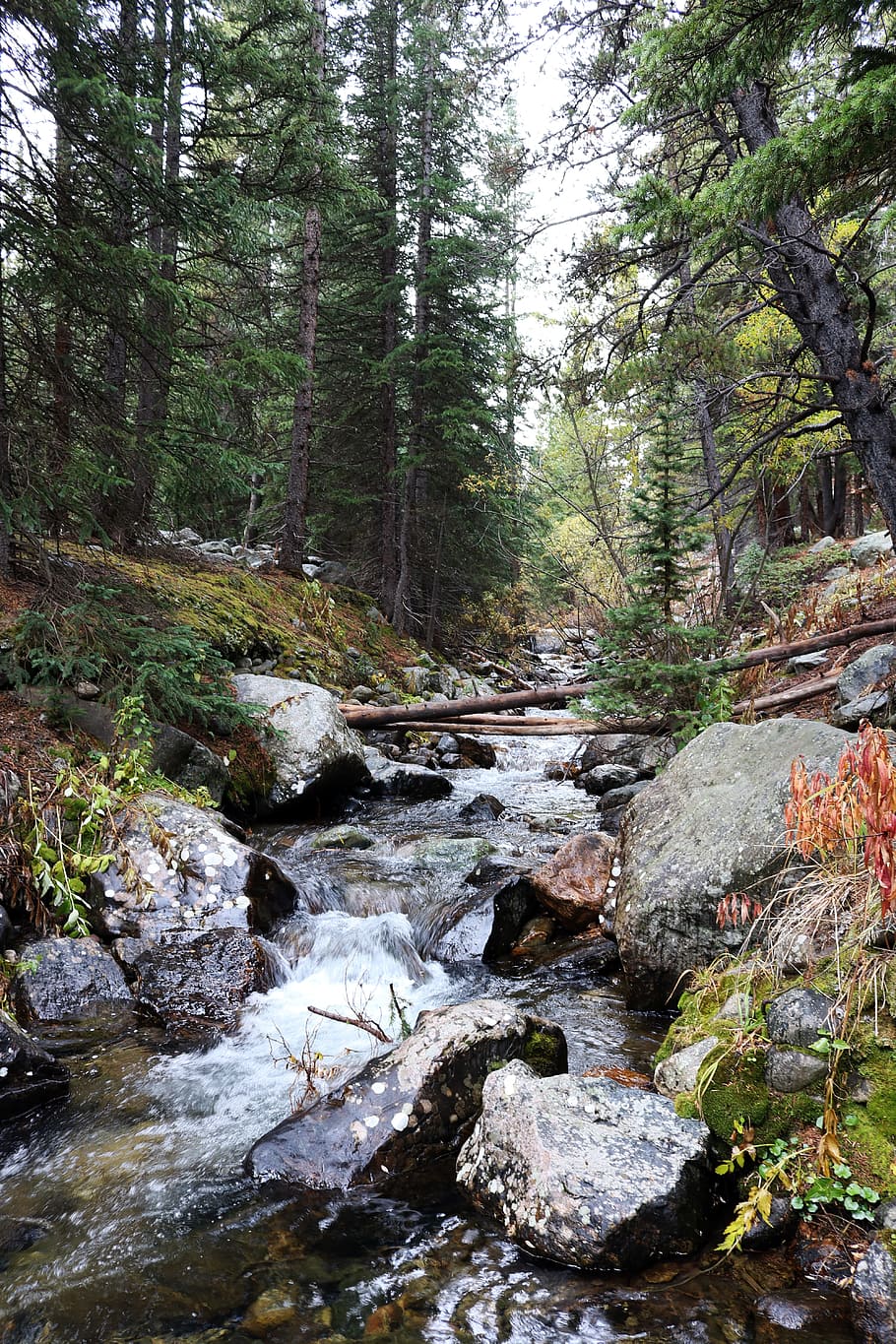 stream, forest, landscape, nature, water, tree, park, outdoor HD wallpaper