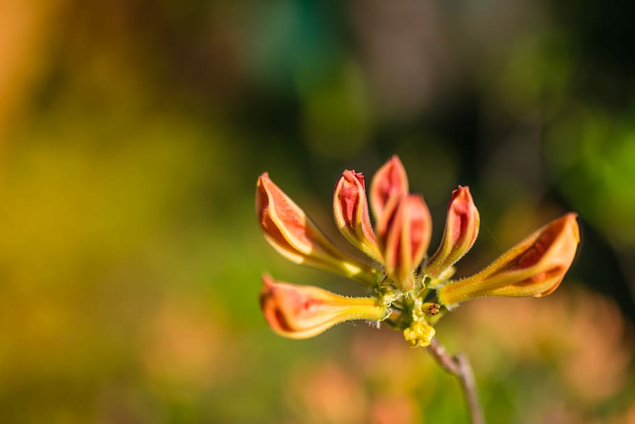 Flower, Spring, Color, Nature, White, floral, green, orange HD wallpaper