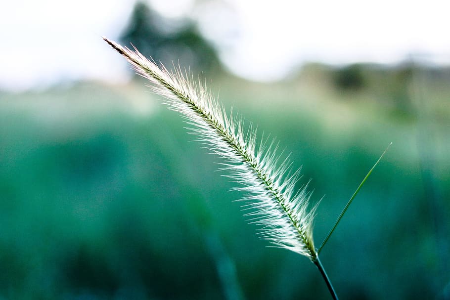 White and Green Leaf Focus Photography, blur, close-up, environment HD wallpaper