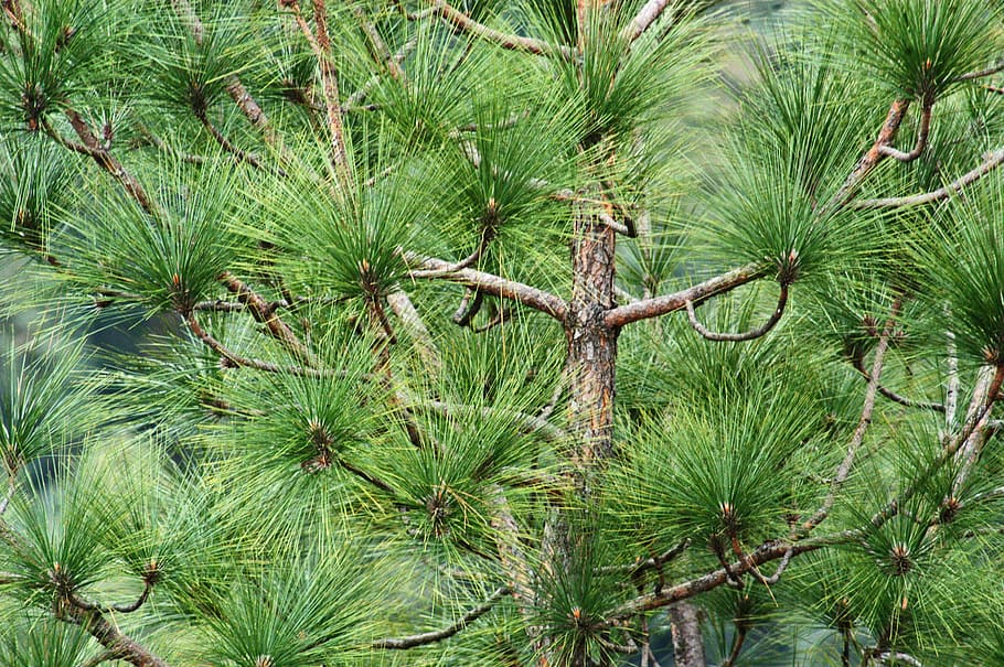 Tree With Green Leaves, branches, conifer, environment, evergreen HD wallpaper