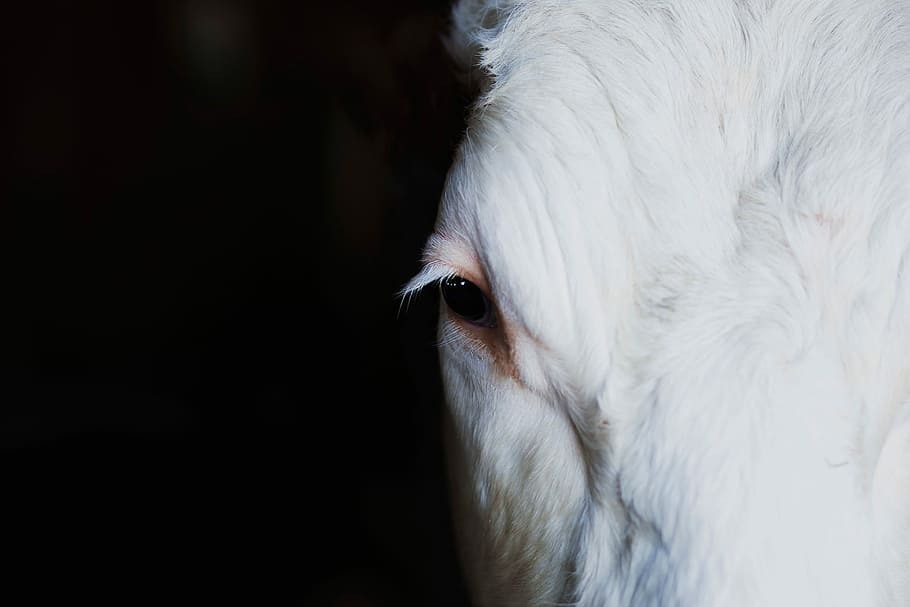 close up photo of a white horse right eye, animal, farm, mammal HD wallpaper