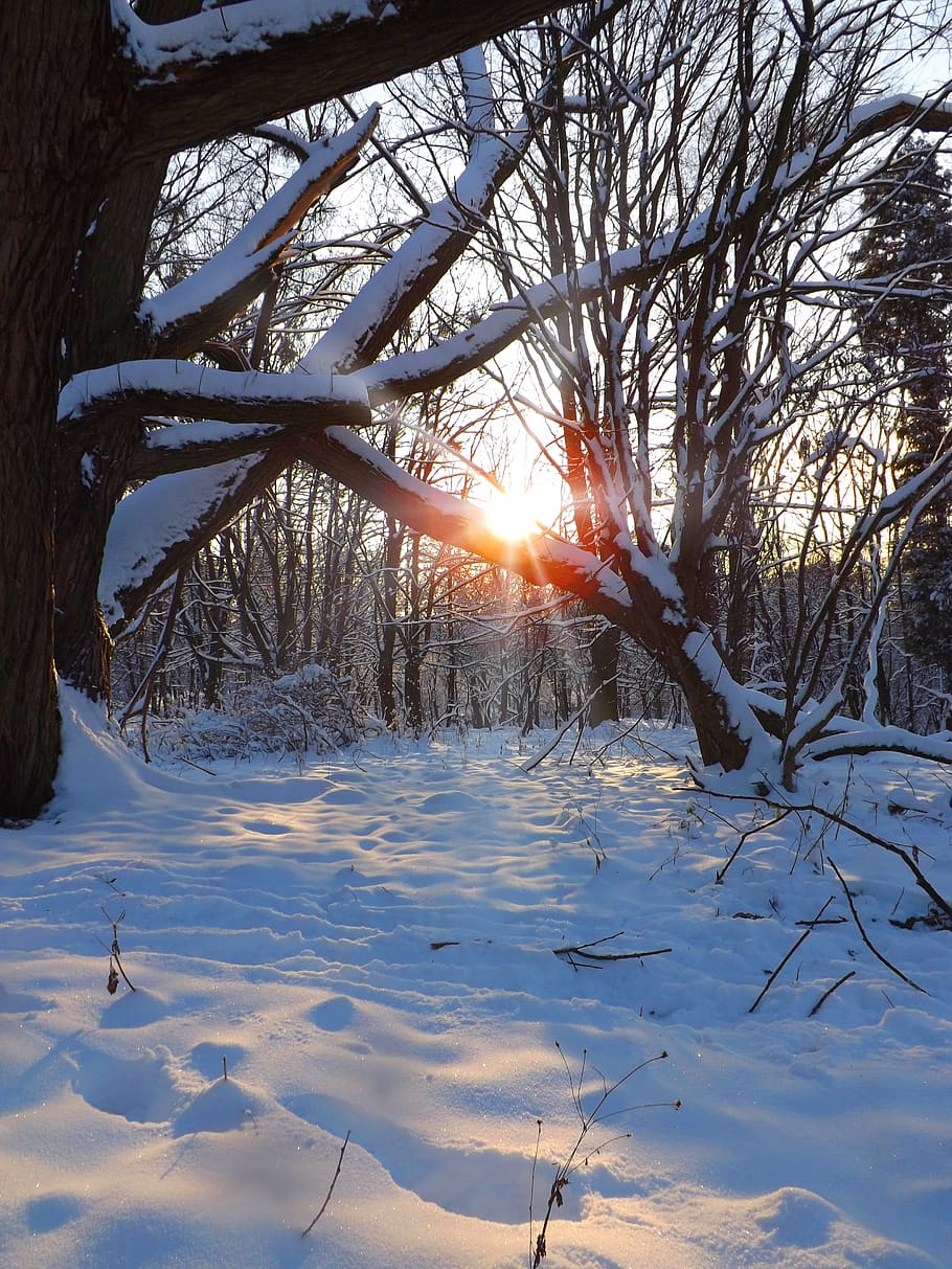 winter, sunset, snow, forest, landscape, cold temperature, tree HD wallpaper