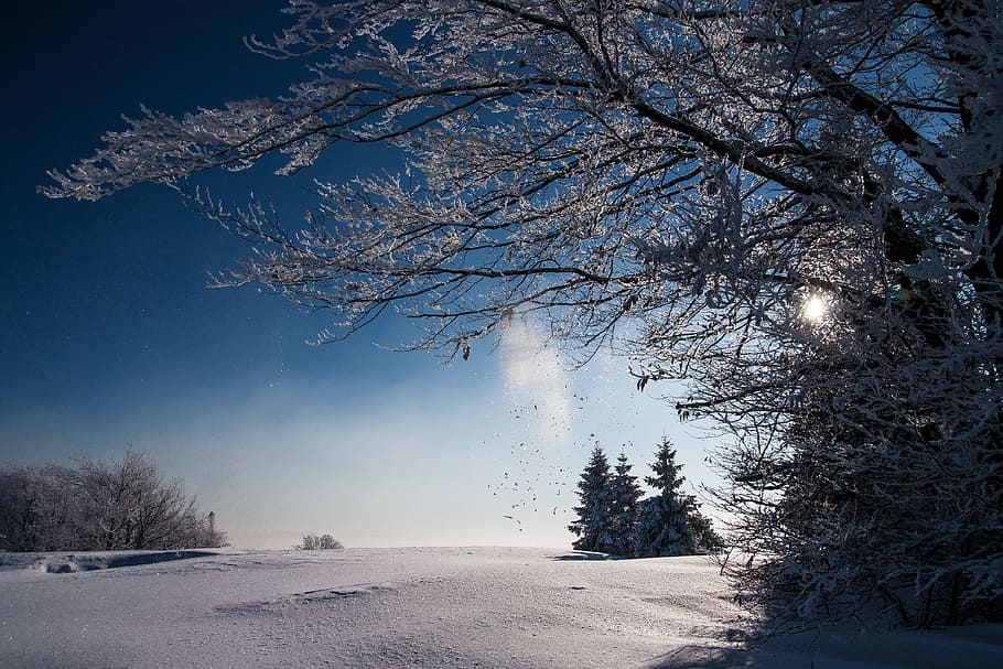 snow, winter, white, cold, weather, ice, trees, plants, nature HD wallpaper