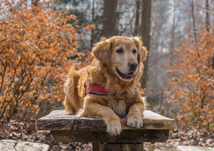 nature, dog, cute, animal, autumn, screen background, golden retriever, HD wallpaper