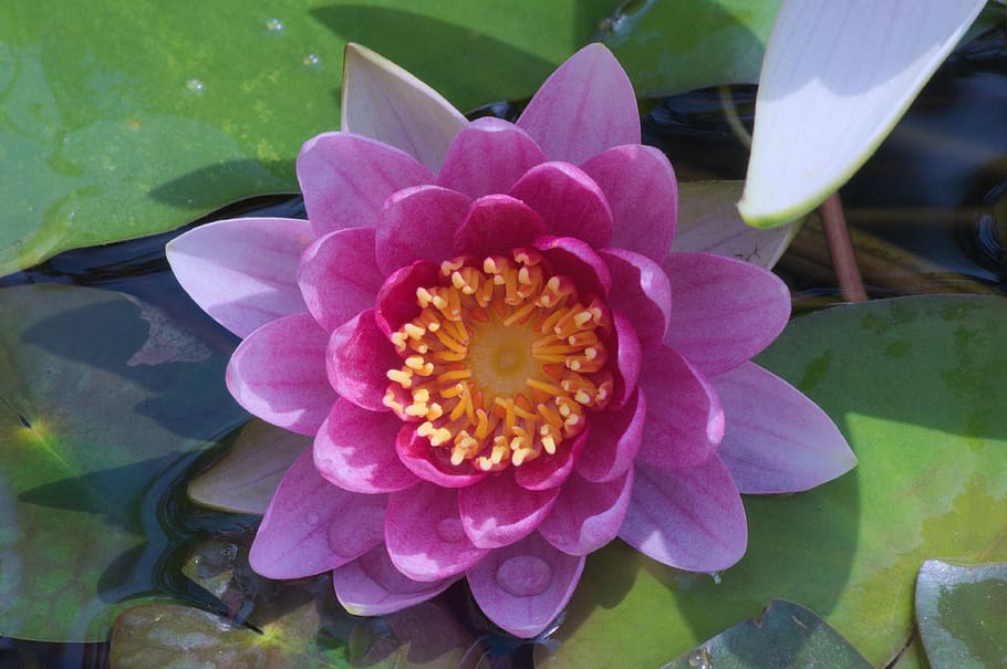 lily, flower, pond, flowering plant, beauty in nature, growth HD wallpaper