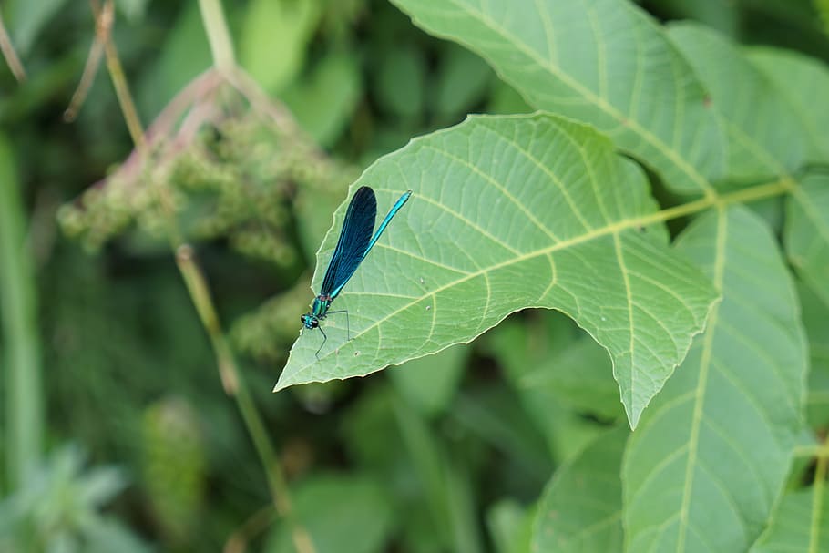 Blue, Dragonfly, Insect, Macro, blue dragonfly, nature, leaf HD wallpaper