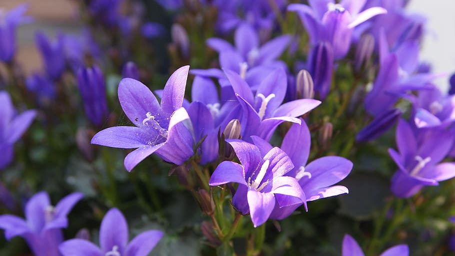 purple petaled flowers, small, lilac, sunlight, flora, plant, HD wallpaper