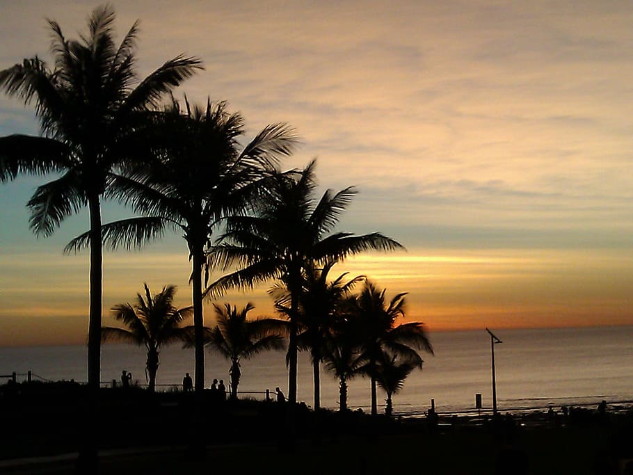 palm, trees, palm tree, ocean, summer, sunset, tropical climate HD wallpaper