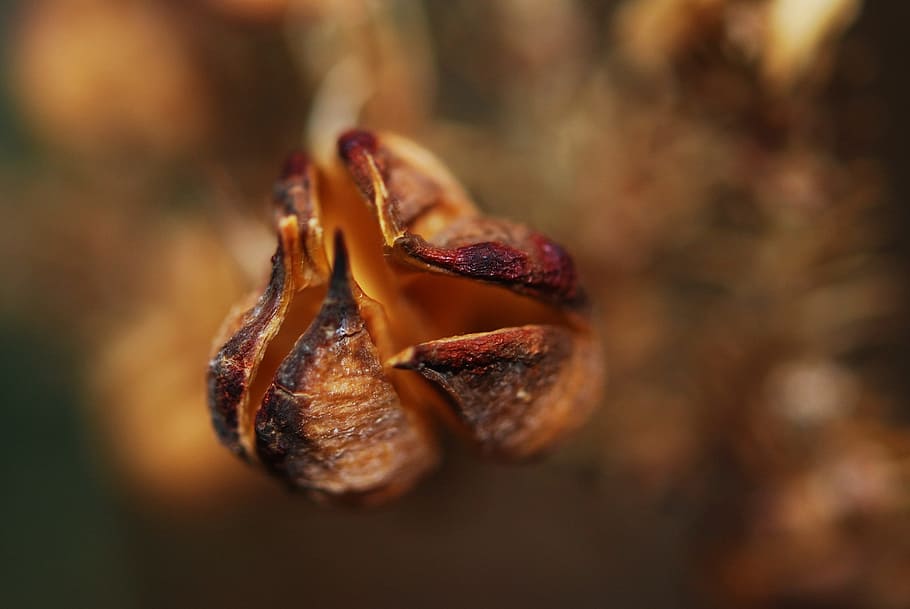 Pod, Flower, Seeds, Open, flowers, summer, plants, desert plant HD wallpaper
