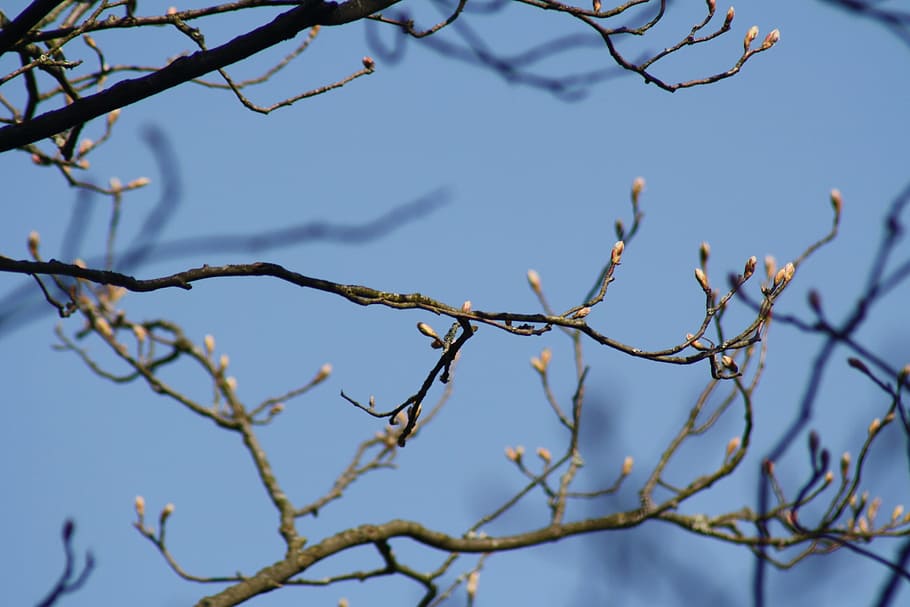 Sky, Tree, Flowers, Spring, nature, branch, blue, outdoors HD wallpaper