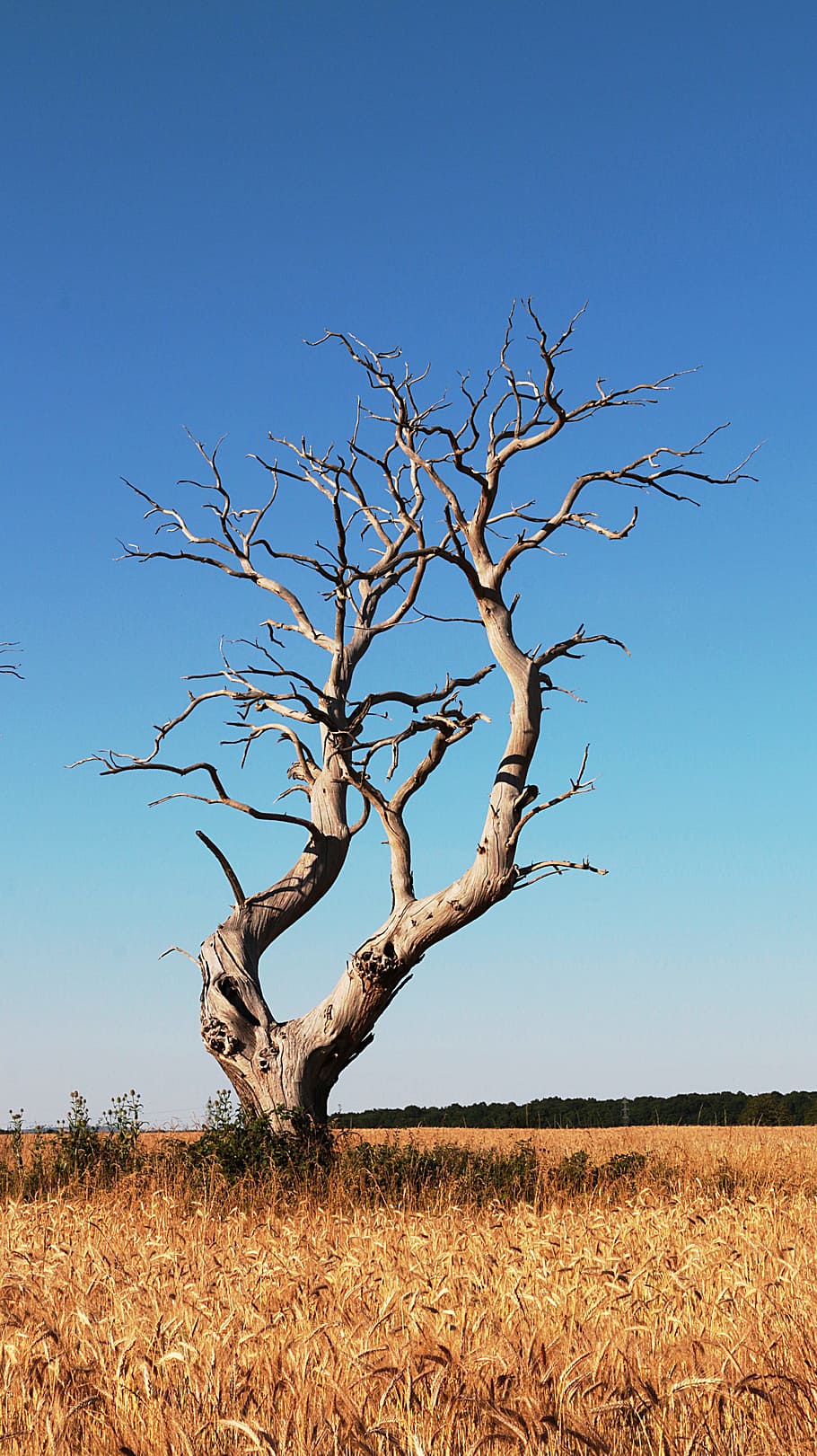 bared tree in middle of wheat field under blue sky, dead tree HD wallpaper