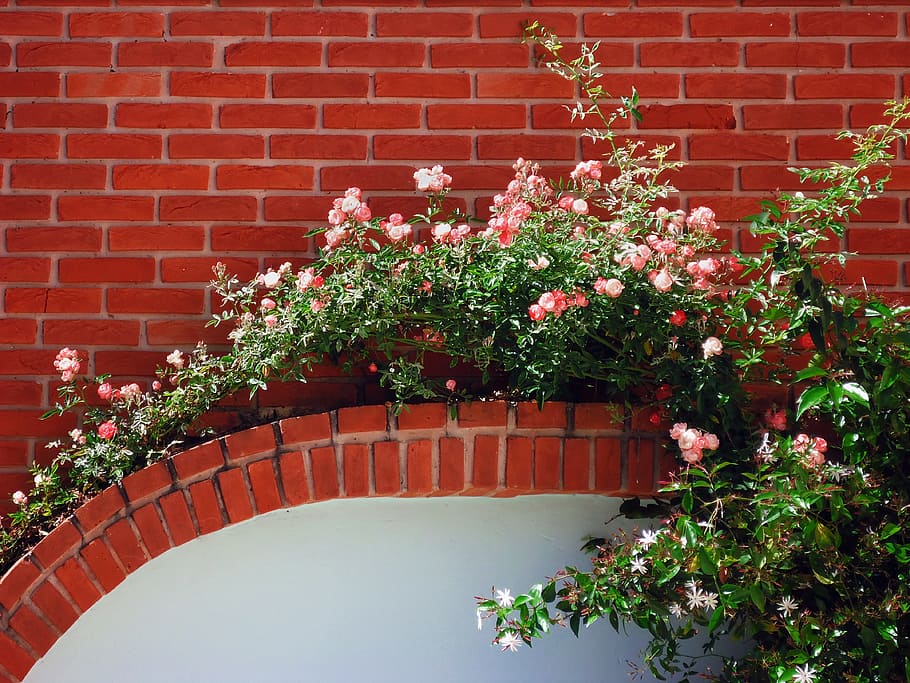Flowers, Bricks, Roses, Bouquet, Creeper, wall, brick wall HD wallpaper