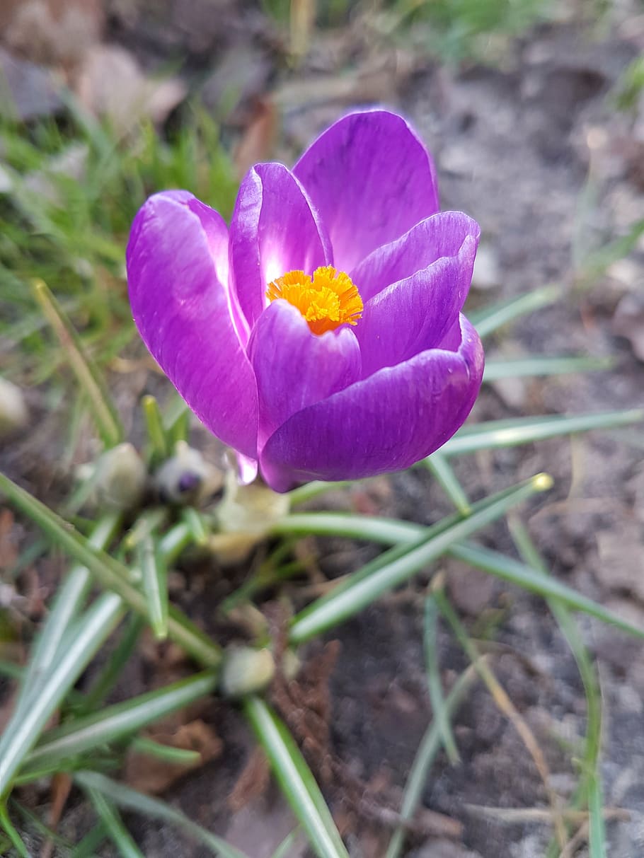 flowers, spring, crocus, flowering plant, freshness, petal HD wallpaper