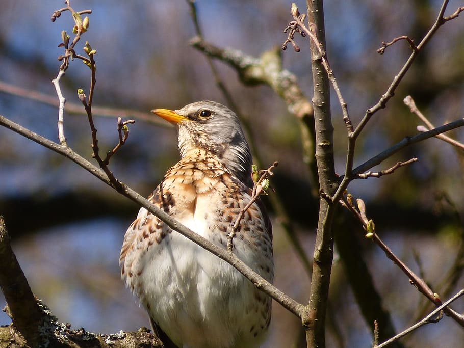 Bird, Tree, Spring, Springs, Animals, nature, plumage, one animal HD wallpaper
