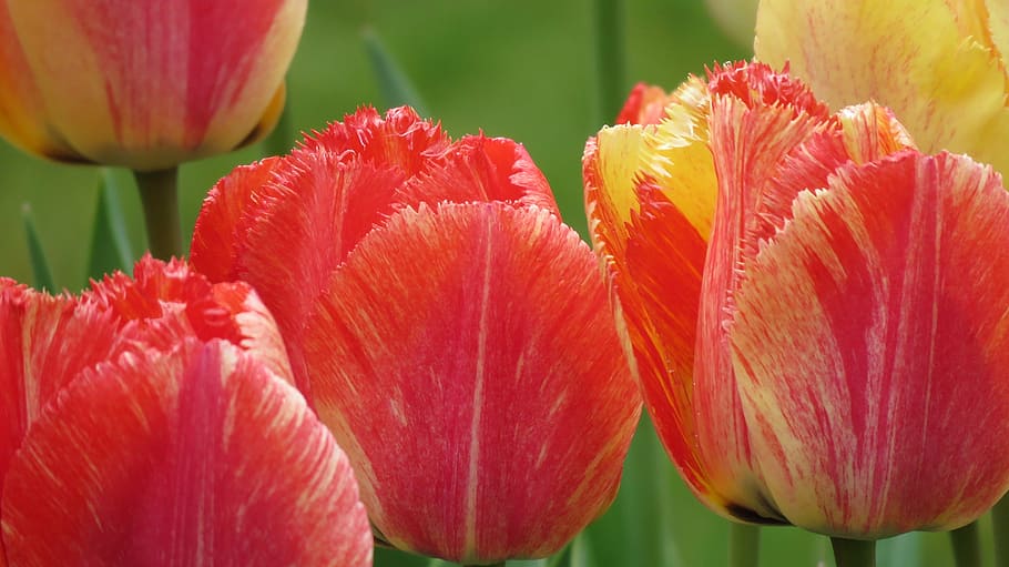 tulips, spring, color, spring flower, frühlingsanfang, frühlingsblüher, HD wallpaper