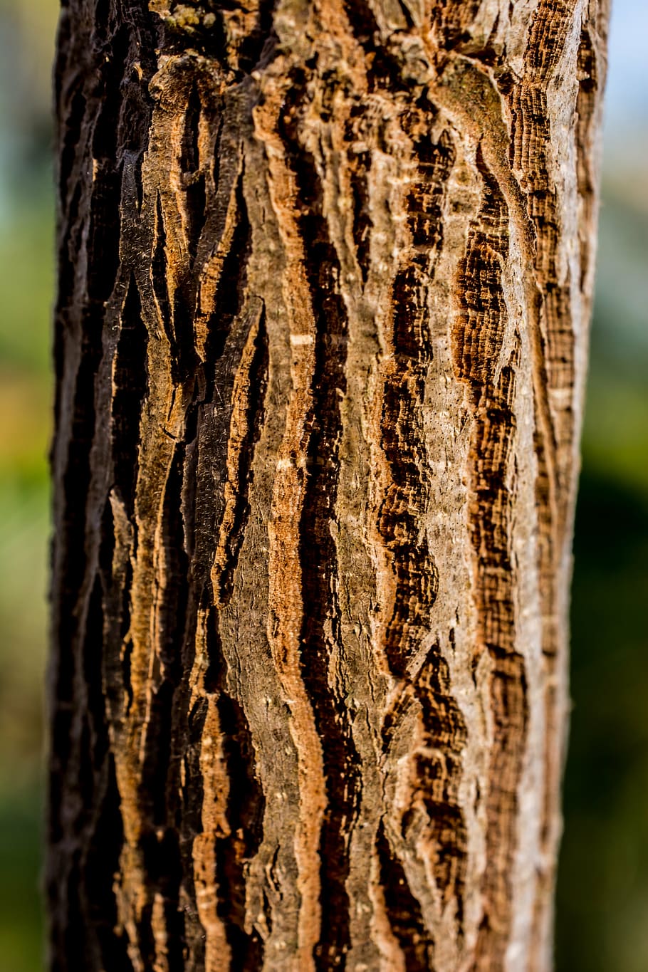 tree, log, bark, tree trunk, textured, close-up, focus on foreground HD wallpaper
